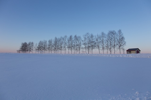 雪原